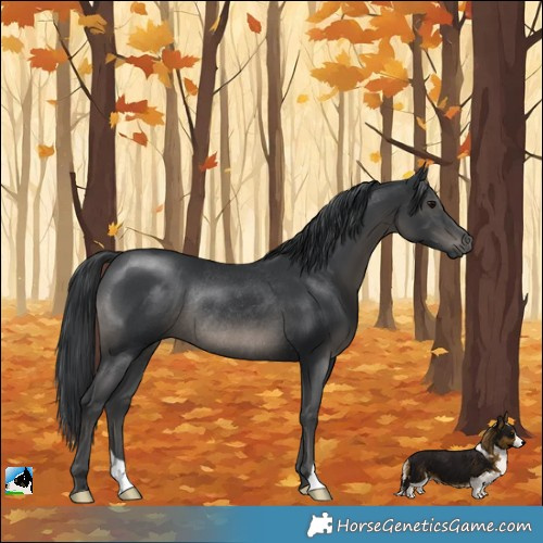 Horse Color:Black Mushroom Rabicano