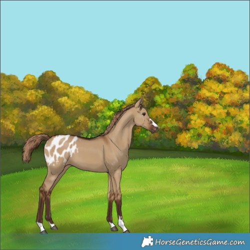 Horse Color:Gray Red Dun Appaloosa 