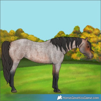 Horse Color:Bay Roan 