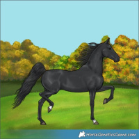 Horse Color:Black 