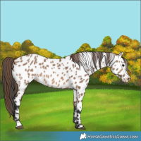 Horse Color:Bay Dun Near Leopard 