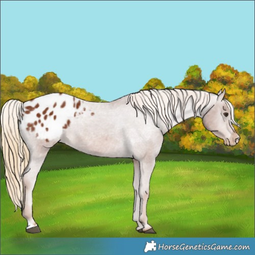 Horse Color:Chestnut Blanket 
