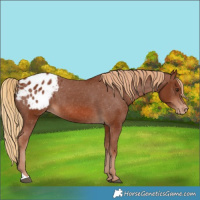Horse Color:Chestnut Appaloosa 