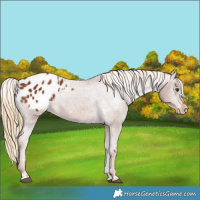 Horse Color:Chestnut Blanket 