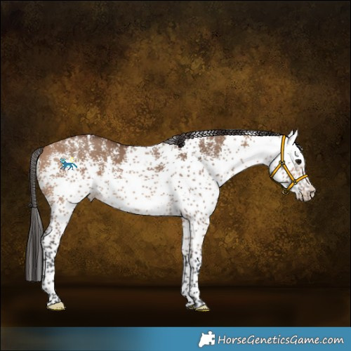 Horse Color:White Spotted Bay Dun 