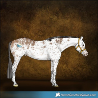 Horse Color:White Spotted Bay Dun 
