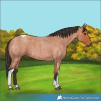 Horse Color:Unknown 