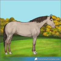 Horse Color:Unknown 