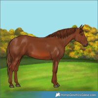 Horse Color:Unknown 