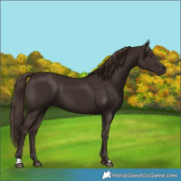 Horse Color:Liver Chestnut 