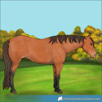 Horse Color:Bay Varnish 