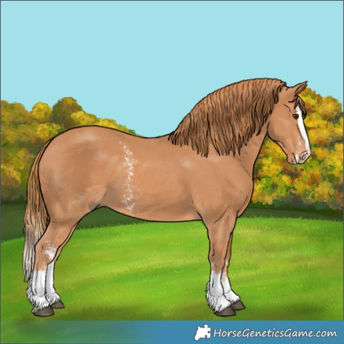 Horse Color:Chestnut Sabino Splash 