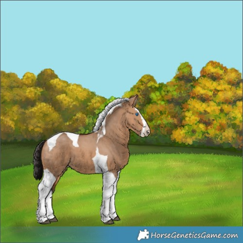 Horse Color:Bay Dun Splash Tobiano 