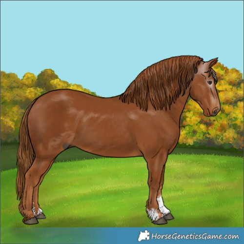 Horse Color:Gray Chestnut Sabino 