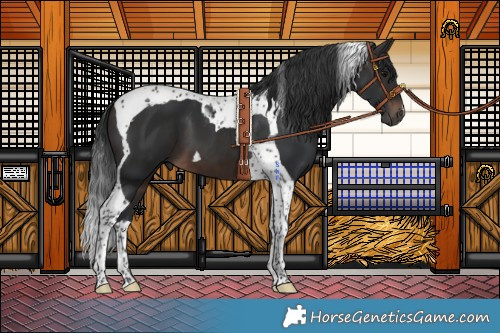 Horse Color:Brown Tobiano