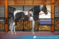 Horse Color:Brown Tobiano 