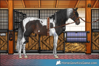 Horse Color:Brown Tobiano 