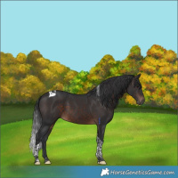 Horse Color:Brown Tobiano 