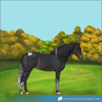 Horse Color:Brown Tobiano