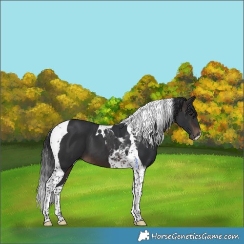 Horse Color:Brown Tobiano 