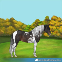 Horse Color:Brown Tobiano