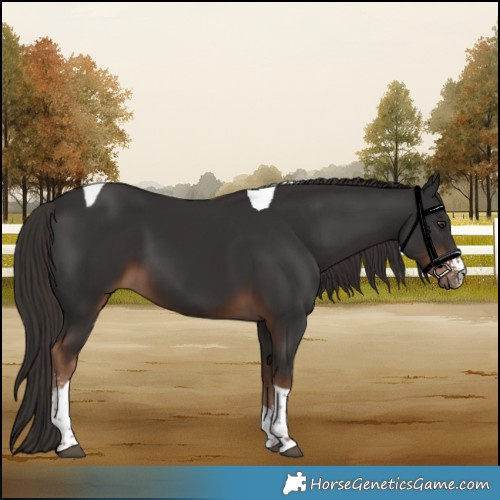 Horse Color:Liver Chestnut Sabino Tobiano 
