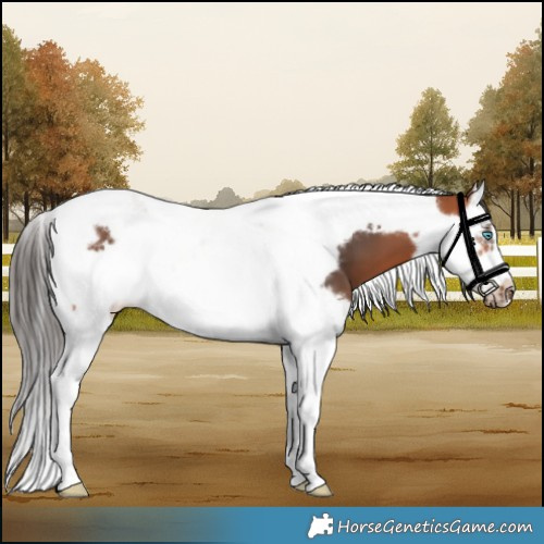 Horse Color:Bay Splash Tobiano Frame 