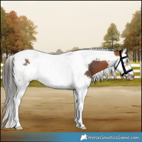 Horse Color:Bay Splash Tobiano Frame 