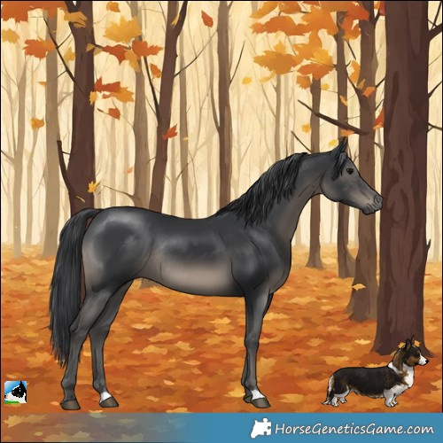 Horse Color:Black Rabicano 