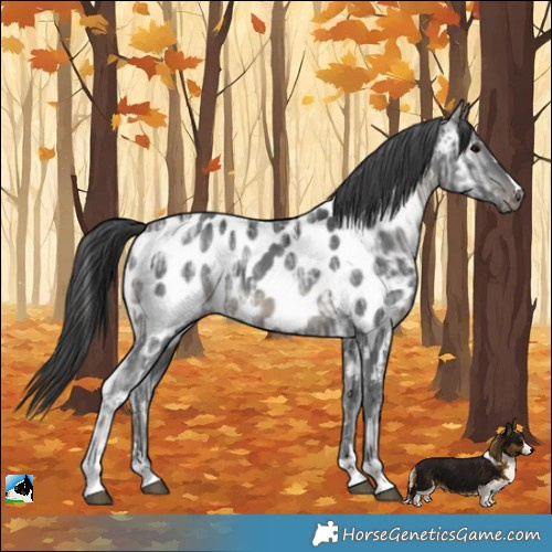 Horse Color:Black Ice Near Leopard Rabicano 