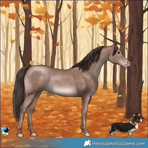 Horse Color:Classic Champagne Mushroom Rabicano