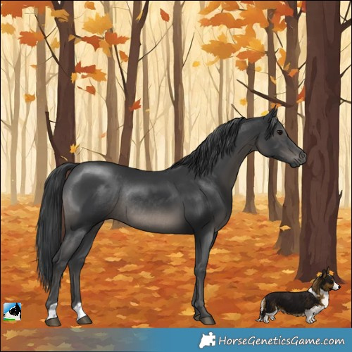 Horse Color:Black Rabicano