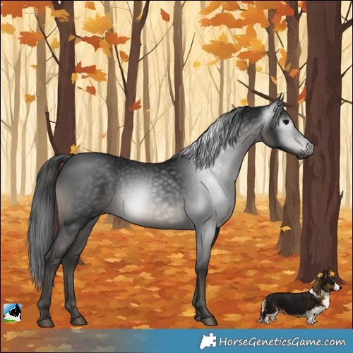 Horse Color:Gray Black Mushroom