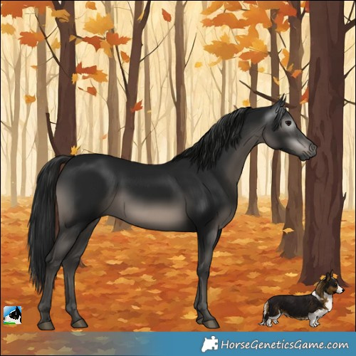 Horse Color:Gray Black Mushroom 