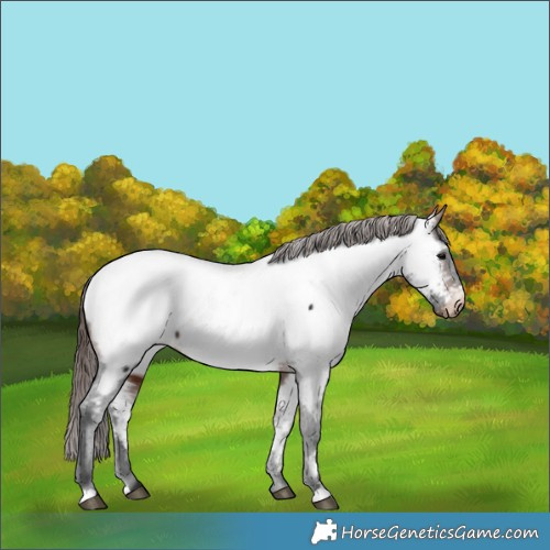Horse Color:Brown Near Fewspot 