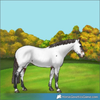 Horse Color:Brown Appaloosa