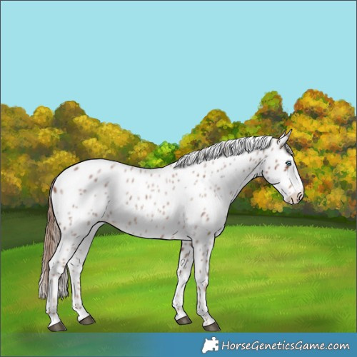 Horse Color:Red Roan Splash Leopard 