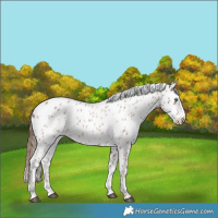 Horse Color:Red Roan Splash Leopard 