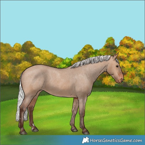 Horse Color:Silver Brown Dun Appaloosa