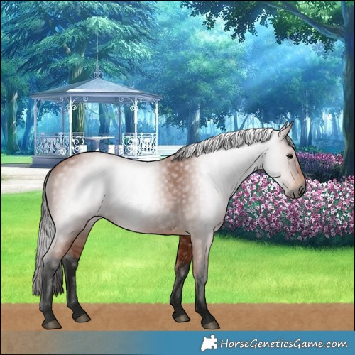 Horse Color:Gray Bay 
