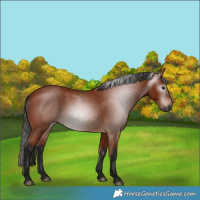Horse Color:Gray Bay 