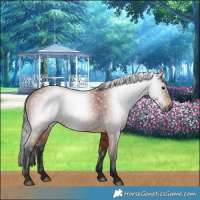 Horse Color:Gray Bay 