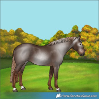 Horse Color:Gray Chestnut