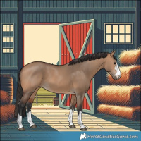 Horse Color:Bay Dun 