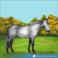 Horse Color:Gray Black 
