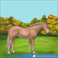 Horse Color:Gold Champagne 