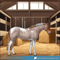 Horse Color:Red Roan Tobiano 