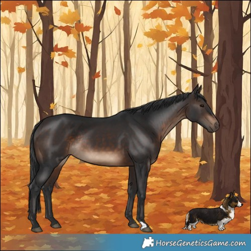 Horse Color:Brown Rabicano