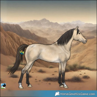 Horse Color:Buckskin Dun Rabicano 