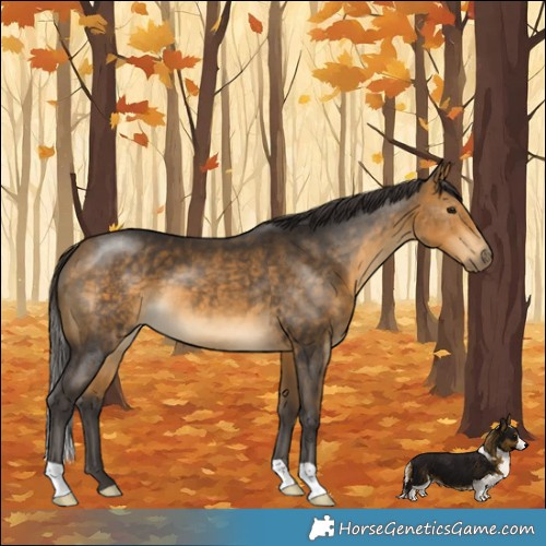 Horse Color:Buckskin
